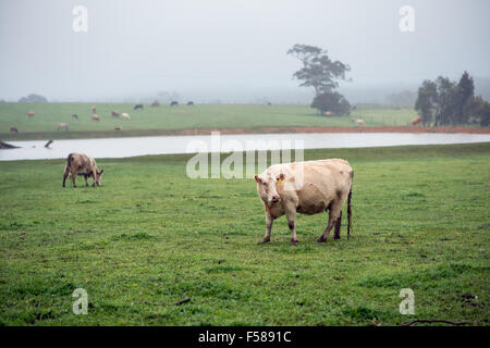 Kühe grasen auf dem grünen Rasen an einem nebeligen Tag in den Adelaide Hills Stockfoto