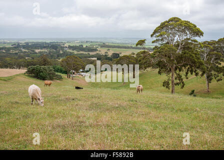 Kühe grasen auf dem grünen Rasen in den Adelaide Hills Stockfoto