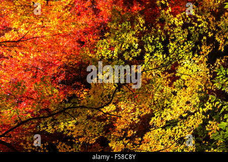 Japan, Beauty Spot in der Nähe von Osaka, Mino, minoh. Hintergrundbeleuchtung Sonnenlicht auf Ahorn Äste mit Laub gefüllt, Varing aus gelben, grünen und roten Farben. Stockfoto