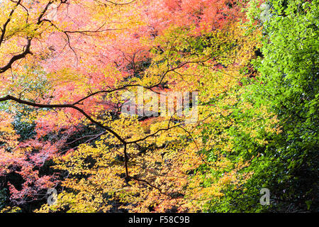 Japan, Beauty Spot in der Nähe von Osaka, Mino, minoh. Hintergrundbeleuchtung Sonnenlicht auf Ahorn Äste mit Laub gefüllt, Varing aus gelben, grünen und roten Farben. Stockfoto