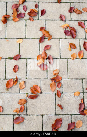 Fagus Sylvatica. Gefallenen Herbst Buche lässt auf einen Gartenweg. UK Stockfoto