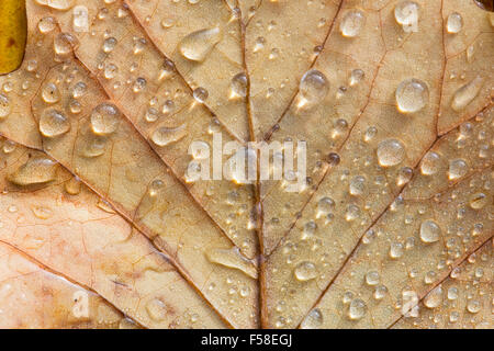 Regentropfen auf einem gefallenen Tulpenbaum Blatt im Herbst. UK Stockfoto