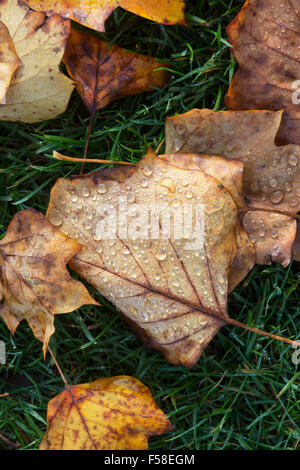 Regentropfen auf einem gefallenen Tulpenbaum Blatt im Herbst. UK Stockfoto