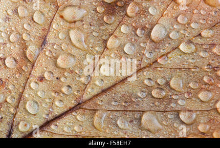 Regentropfen auf einem gefallenen Tulpenbaum Blatt im Herbst. UK Stockfoto