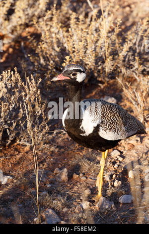 Männliche nördlichen Black Korhaan (Eupodotis Afraoides) in der Kgalagadi Nationalpark, Südafrika Stockfoto