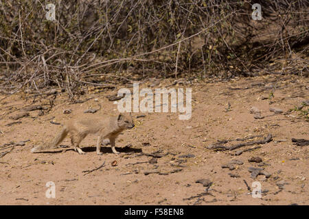 stehen gelbe Mungo (Cynictus Penicillata), Kalahari-Wüste, Südafrika Stockfoto