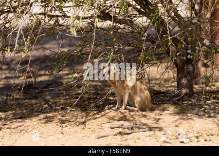 stehen gelbe Mungo (Cynictus Penicillata), Kalahari-Wüste, Südafrika Stockfoto