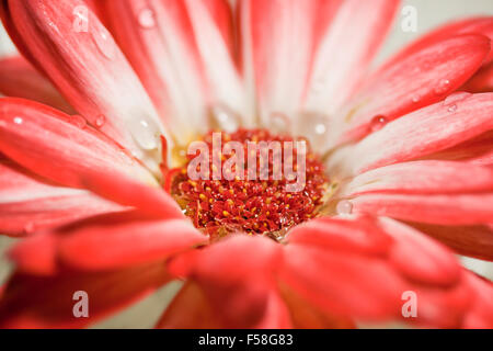 Gerbera Daisy Makro. Sehr Shallof Fokus. Stockfoto