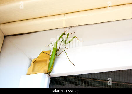 Praying Mantis Insekt in der Natur als ein Symbol der grüne natürliche Vernichtung und Pest-Steuerung mit einem Raubtier, das jagt und frisst Stockfoto