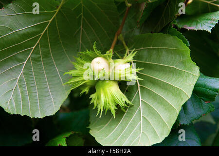 Haselnuss mit grünen Blättern auf einem Ast Hazel Grove. Stockfoto