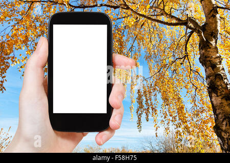 Reisen Sie Konzept - Hand hält, das Smartphone mit Bildschirm und Gelb Birke im Herbst auf Hintergrund auszuschneiden Stockfoto