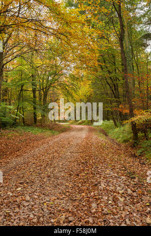 Schotterstraße schlängelt sich durch einen herbstlichen Wald in Wales. Stockfoto