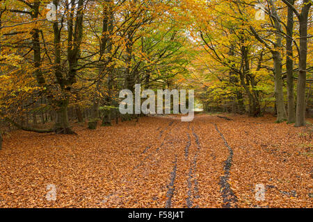 Schotterstraße schlängelt sich durch einen herbstlichen Wald in Wales. Stockfoto