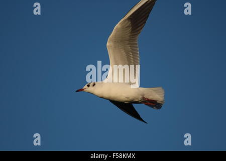 Gemeinsamen schwarz geleitet Möwe in den blauen Himmel fliegen Stockfoto