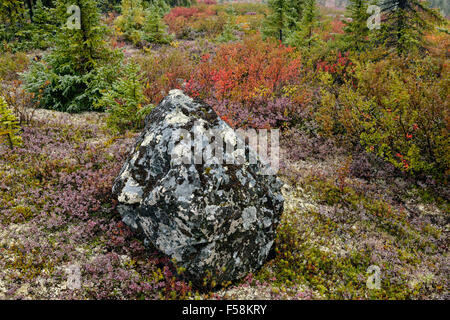 Tundrapflanzen mit Herbst Farbe, Arktis Haven Lodge, Nunavut, Kanada Stockfoto