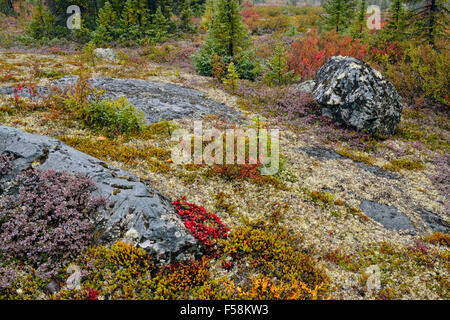 Tundrapflanzen mit Herbst Farbe, Arktis Haven Lodge, Nunavut, Kanada Stockfoto
