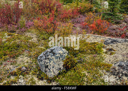 Tundrapflanzen mit Herbst Farbe, Arktis Haven Lodge, Nunavut, Kanada Stockfoto