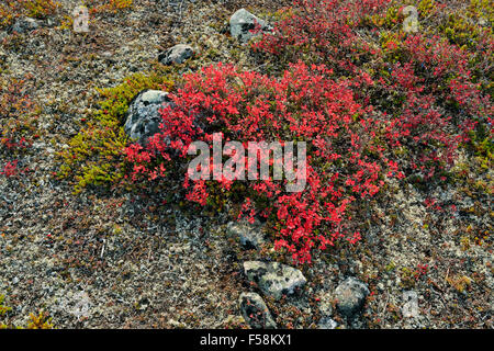 Tundrapflanzen mit Herbstfärbung entlang der Ufer des Ennadai Lake, Arktis Haven Lodge, Ennadai Lake, Nunavut, Kanada Stockfoto