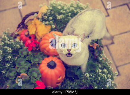 Britische Hauskatze in Halloween Stockfoto