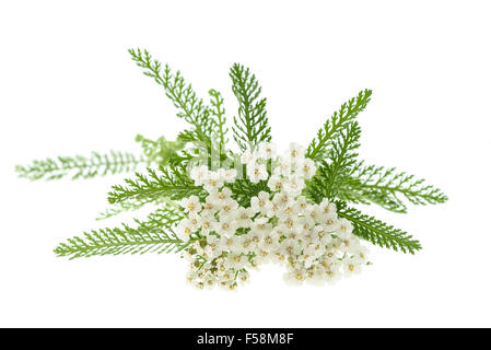 Weiße Schafgarbe Blumen isoliert auf weißem Hintergrund. Stockfoto