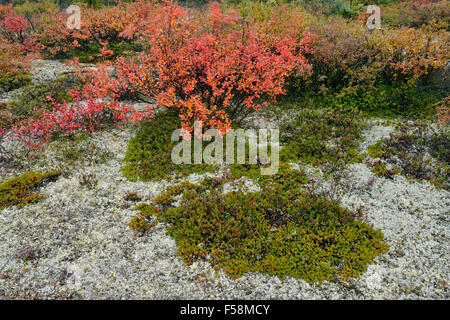 Tundrapflanzen mit Herbst Farbe, Arktis Haven Lodge, Nunavut, Kanada Stockfoto