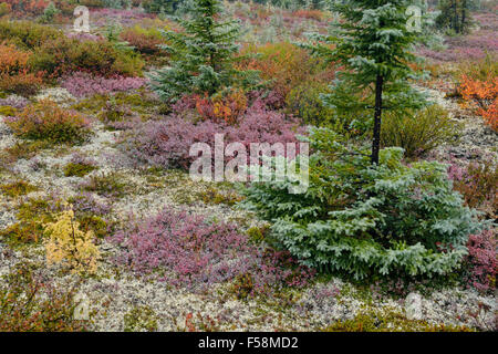 Tundrapflanzen mit Herbst Farbe, Arktis Haven Lodge, Nunavut, Kanada Stockfoto