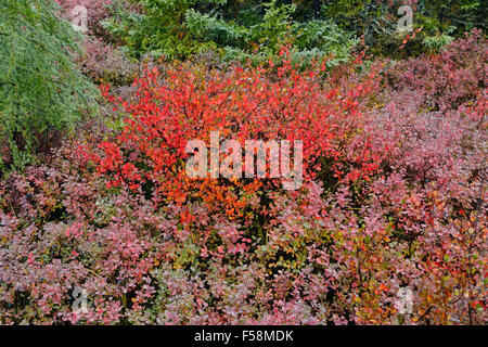 Tundrapflanzen mit Herbst Farbe, Arktis Haven Lodge, Nunavut, Kanada Stockfoto