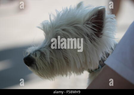 West Highland White Terrier Stockfoto