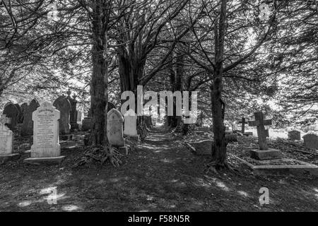 Eibe-Allee in St Gluvias Kirchhof in Penryn, Cornwall, UK Stockfoto