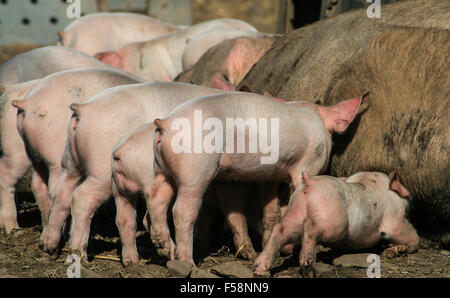 Spanferkel Stockfoto