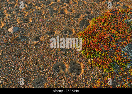 Mattierte Herbstfärbung in der Tundra entlang der Ufer des Ennadai Lake, Arktis Haven Lodge, Ennadai Lake, Nunavut, Kanada Stockfoto