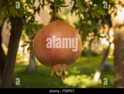 Granatapfel-Frucht vom Baum im Obstgarten in Spanien Stockfoto