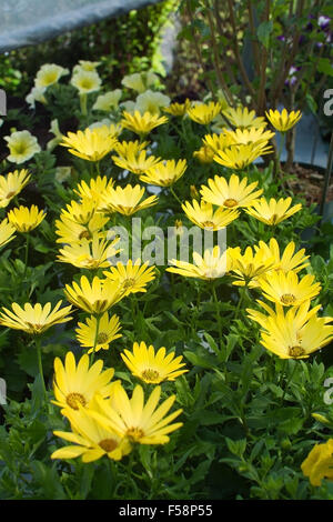 Gelb blau gemusterte Daisy (Osteospermum) Closeup in Hochformat. Stockfoto