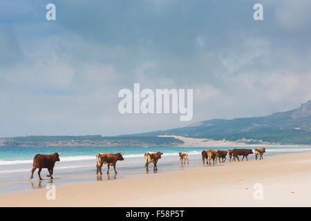 Gruppe der Kühe am Strand entlang spazieren. Bolonia, Tarifa, Costa De La Luz, Andalusien, Südspanien. Stockfoto