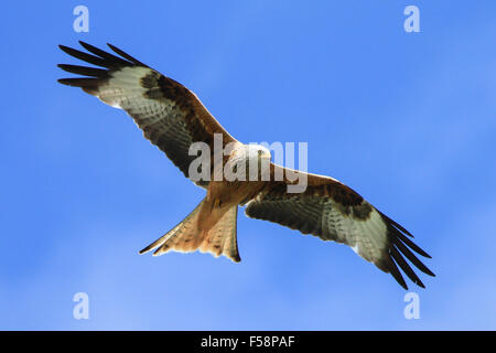 Einen roten Drachen steigt gegen einen blauen Sommerhimmel in Dumfries und Galloway, Schottland Stockfoto