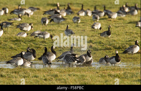 Eine Herde von Nonnengänsen Spritzen in ein feuchtes Feld in Schottland während ihrer Winter Migration form Svalbard Stockfoto