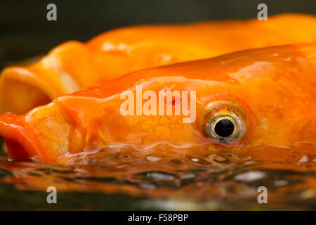 Goldfisch Stockfoto