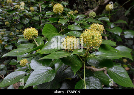 Ivy Blumen - Hedera Helix immergrüne Kletterpflanze Stockfoto