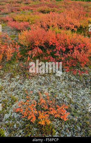 Tundrapflanzen mit Herbstfärbung entlang der Ufer des Ennadai Lake, Arktis Haven Lodge, Ennadai Lake, Nunavut, Kanada Stockfoto