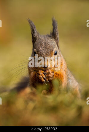 Boden geschossen eines sitzenden roten Eichhörnchen mit getuftete Ohren im Herbst in Schottland Stockfoto
