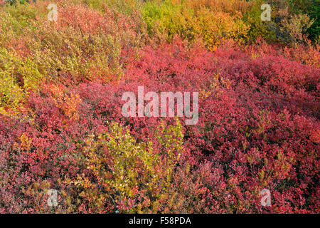 Tundrapflanzen mit Herbstfärbung entlang der Ufer des Ennadai Lake, Arktis Haven Lodge, Ennadai Lake, Nunavut, Kanada Stockfoto