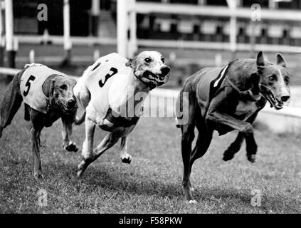 GREYHOUND RACING im Walthamstow Stadium, Nord-London, ca. 1963. Foto Lewis Gale Stockfoto