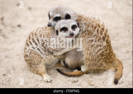 Erdmännchen (Suricata Suricatta) Stockfoto