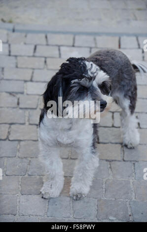 Kleinen doggy Stockfoto