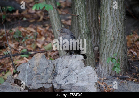 Kleine Amsel Stockfoto