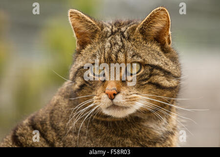 Schottische Wildkatze - captive Muster Stockfoto