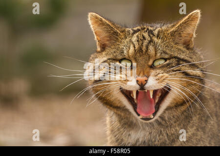 Schottische Wildkatze - captive Muster Stockfoto