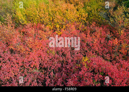 Tundrapflanzen mit Herbstfärbung entlang der Ufer des Ennadai Lake, Arktis Haven Lodge, Ennadai Lake, Nunavut, Kanada Stockfoto