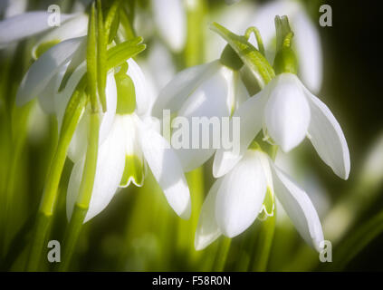 Eine Nahaufnahme der Blüte Schneeglöckchen Köpfe mit einem weichen Fokus ein Traum wie Frühling Qualität zu geben Stockfoto