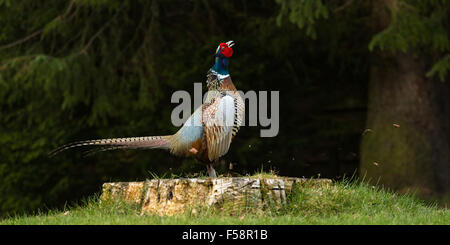 Territoriale Fasan Stockfoto